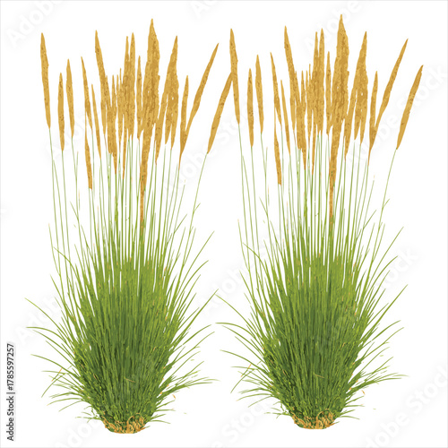 Botanical Grass Illustration – Elegant Oxtail Plant Clip art for Nature and Garden Design