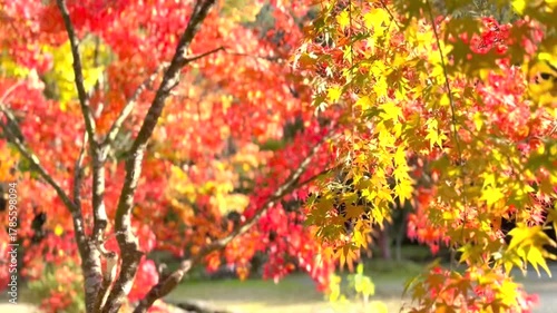 Wallpaper Mural 風に揺れる赤く染まった紅葉 Torontodigital.ca