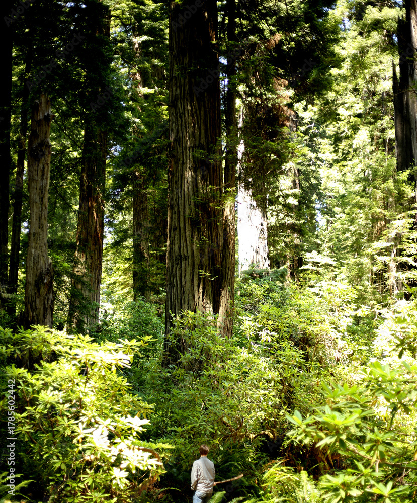 Fototapeta premium path in the forest of redwoods in california 