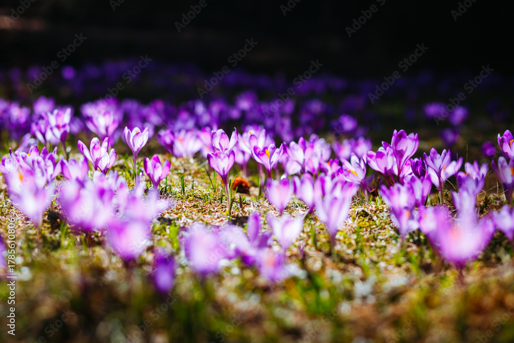Fototapeta premium Idyllic place and magical meadow of purple crocuses covering the ground in the spring.