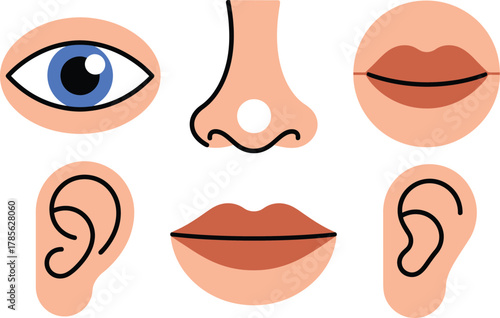 Explore simplified human senses eye nose mouth ears for educational learning tools