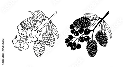 a detailed illustration of two branches with berries leaves and pinecones, isolated on white background 