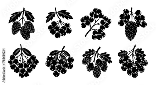 various types of berries and grapes illustrated in black and white, isolated on white background 