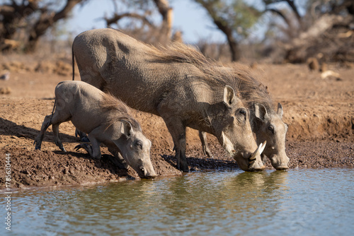 Female warthog and her two piglets having a drink at a waterhole, Botswana. 