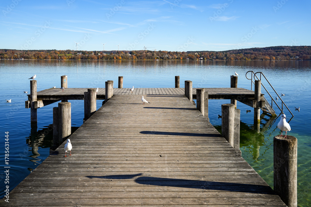 Fototapeta premium Black-headed gulls (Chroicocephalus ridibundus) with winter plumage on a wooden swimming platform at Lake Starnberg with a view across the calm water on a bright, sunny day in autumn
