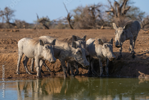 Five warthog piglets having a drink at a waterhole, Botswana. 