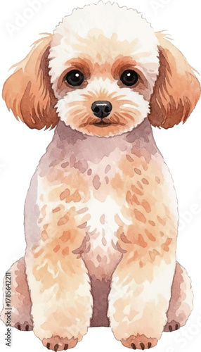 お座りをするトイプードル