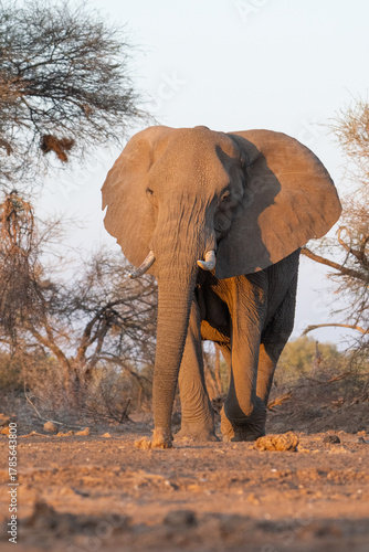 Portrait of a female African elephant walking in golden light during sunset, Mashatu Game Reserve. 