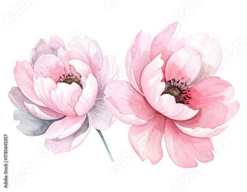 Watercolor illustration of two blooming peonies with soft pink petals and green stem