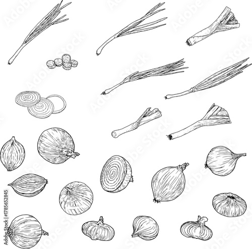 Lettuce and green onions, drawing black and white sketch. Vector illustration. Whole and chopped onion isolated on white background. For labels, cards, stickers, menus, recipes and packaging.