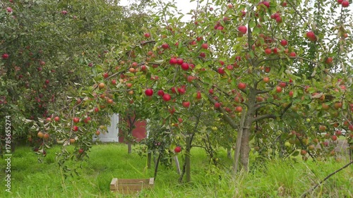 garden with red apples, ripe abundant apples ripened in the garden, apple harvest