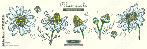 Isolated elements of camomile