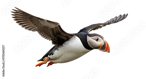 Atlantic Puffin, with distinctive orange beak in flight, cutout, PNG isolated on white or transparent background