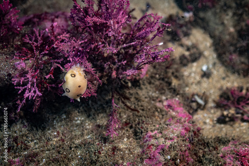 San Diego Dorid sitting on some seawweed