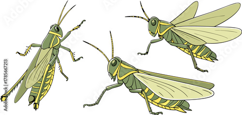Three watercolor paintings of grasshoppers are depicted against a stark white background. The grasshoppers are the main subject, each rendered in a realistic, illustrative style with meticulous detail
