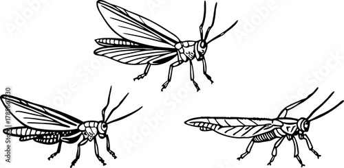 Three watercolor paintings of grasshoppers are depicted against a stark white background. The grasshoppers are the main subject, each rendered in a realistic, illustrative style with meticulous detail