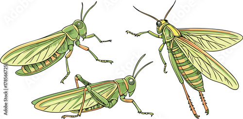 Three watercolor paintings of grasshoppers are depicted against a stark white background. The grasshoppers are the main subject, each rendered in a realistic, illustrative style with meticulous detail