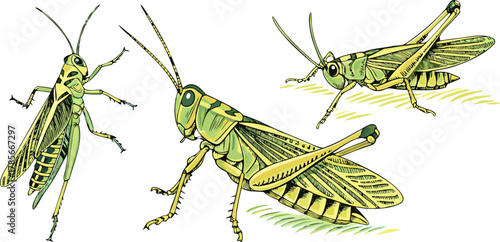 Three watercolor paintings of grasshoppers are depicted against a stark white background. The grasshoppers are the main subject, each rendered in a realistic, illustrative style with meticulous detail