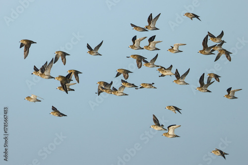 A flock of migrating Golden Plover, Pluvialis apricaria, flying in the blue sky.