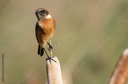 A male Stonechat, Saxicola rubicola, perching on a Bulrush. It is hunting for insects to eat.