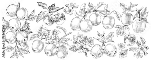 Variety of apple branches vector