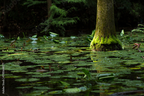 Foto Tranquil Swamp Scene with Mossy Tree and Lily Pads