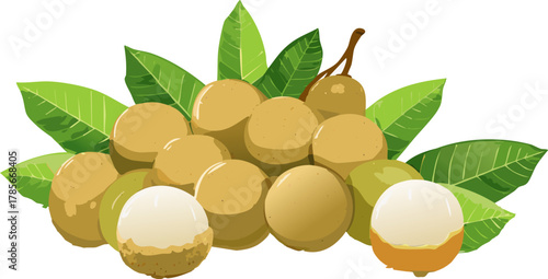 Educational illustration of Dimocarpus longan, highlighting tropical fruit cultivation and natural food systems
