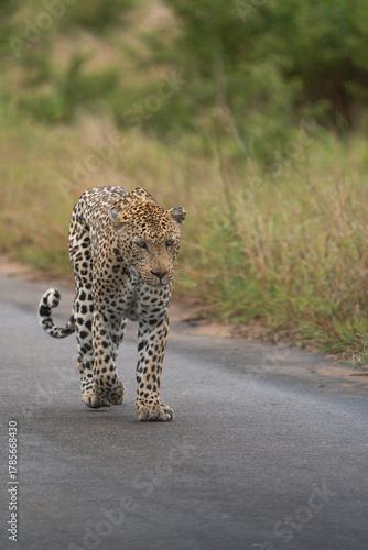 Portrait of a male leopard walking onto the tar road in towards the camera, Kruger National Park.