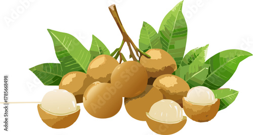 Longan fruits isolated, ideal for teaching plant identification and healthy eating habits
