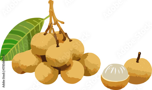 Botanical illustration of longan fruit, supporting lessons on tropical plants and healthy diets
