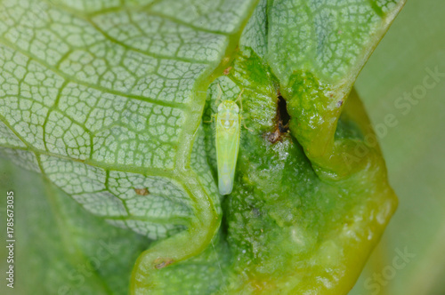 Grüne Rebzikade,  Empoasca vitis