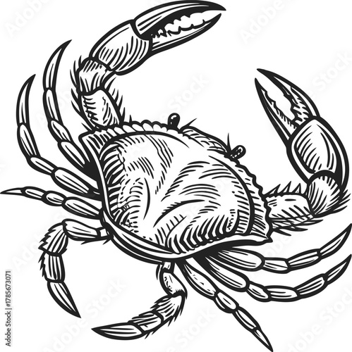 A detailed, black and white illustration of a crab centered on a white background. The crab is depicted in a top-down view, showcasing its entire body. It has a rounded carapace with detailed hatched 