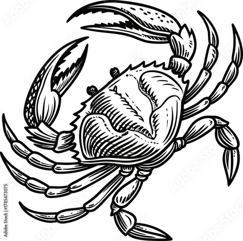 A detailed, black and white illustration of a crab centered on a white background. The crab is depicted in a top-down view, showcasing its entire body. It has a rounded carapace with detailed hatched 