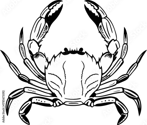 A detailed, black and white illustration of a crab centered on a white background. The crab is depicted in a top-down view, showcasing its entire body. It has a rounded carapace with detailed hatched 