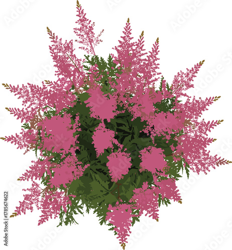 Pink astilbe flowers, blooming garden plant, ornamental foliage, vibrant floral cluster, summer blossom, decorative landscaping, lush greenery, botanical background, nature beauty, outdoor design