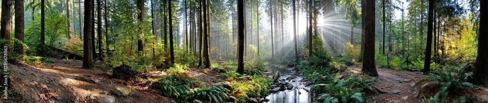 Fototapeta premium Panoramic View Of Forest With Sunlight Streaming Through Trees And A Small Stream Ideal For Nature And Environment