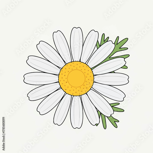 A daisy with white petals and a yellow center on a light background