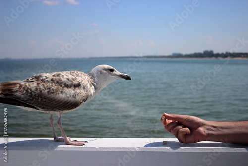 Seagull approaching human hand for food on Sopot pier