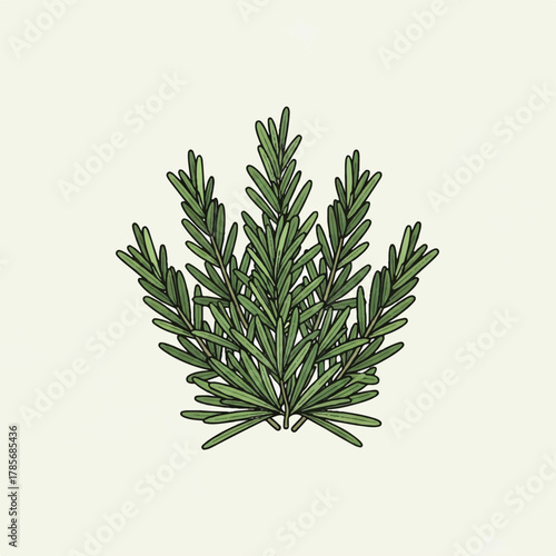 A sprig of fresh green rosemary with needlelike leaves on a light background