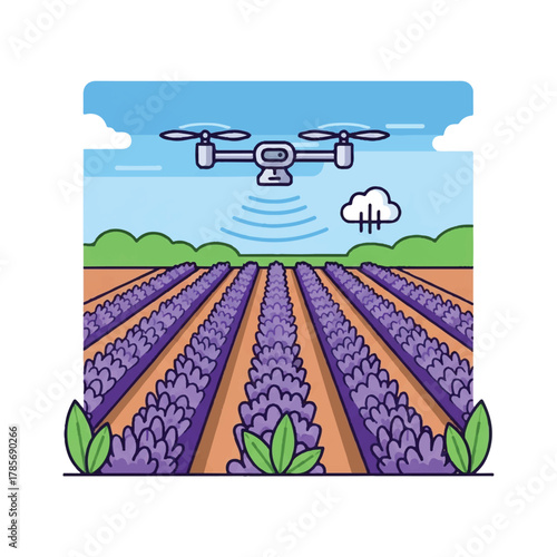 Drone flies over lavender field with cloud