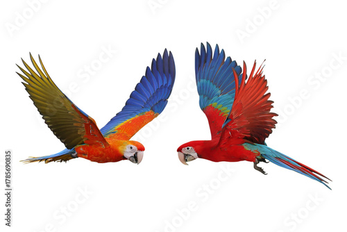Colorful flying Macaw parrots isolated on transparent background.