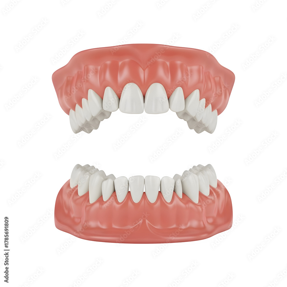 Obraz premium Detailed illustration of human adult teeth arrangement, showing dental anatomy, tooth types, and oral structure for medical and educational use.