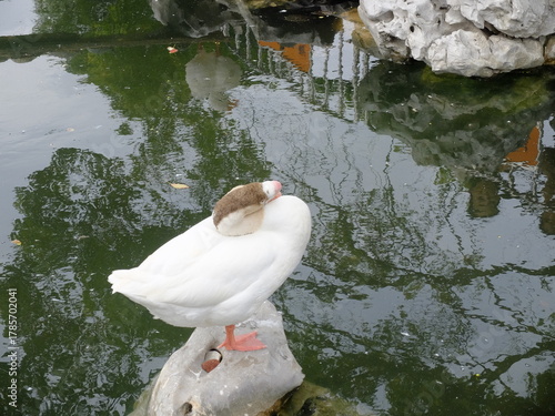 ducks on the lake