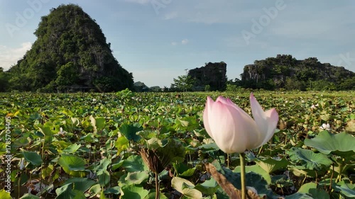 Close-Up of Blooming Lotus Flower in Wetland Landscape, Mua Cave, Ninh Binh, Vietnam