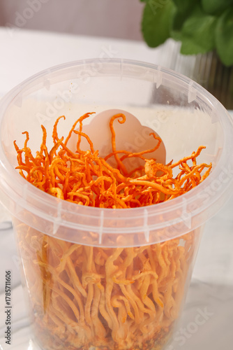 Golden Cordyceps Mushroom Cultivation Traditional Chinese Herbal Medicine Live Fungus Growth