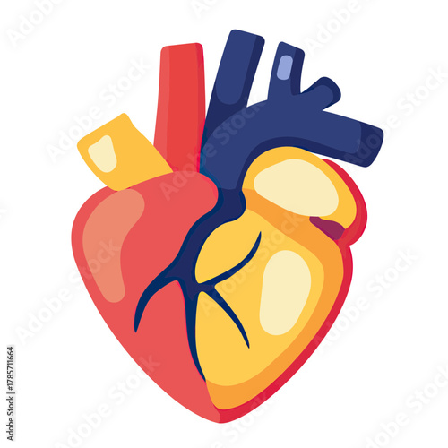 Colorful stylized anatomical human heart vector illustration showing arteries and chambers in flat minimalist design for medical and education use