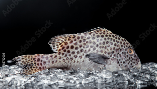 Spotted Snapper Fish with Dark Pepper Spots on Gravel Substrate
