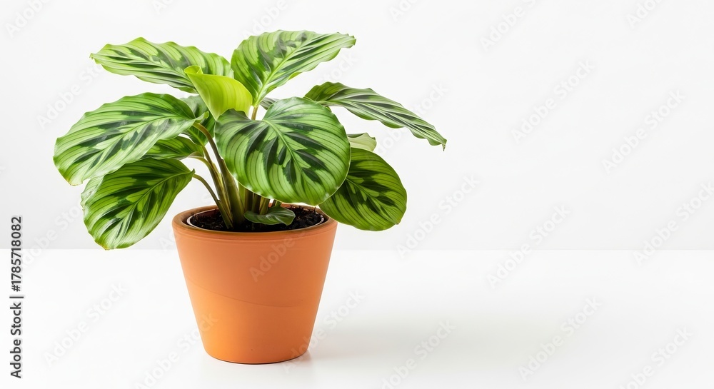 Fototapeta premium Green calathea plant in terracotta pot on white background