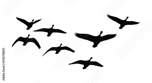 Silhouette of flying geese against a white background, freedom and travel
