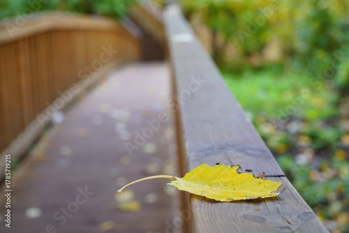 Wallpaper Mural Yellow autumn leaf in the city park. Torontodigital.ca